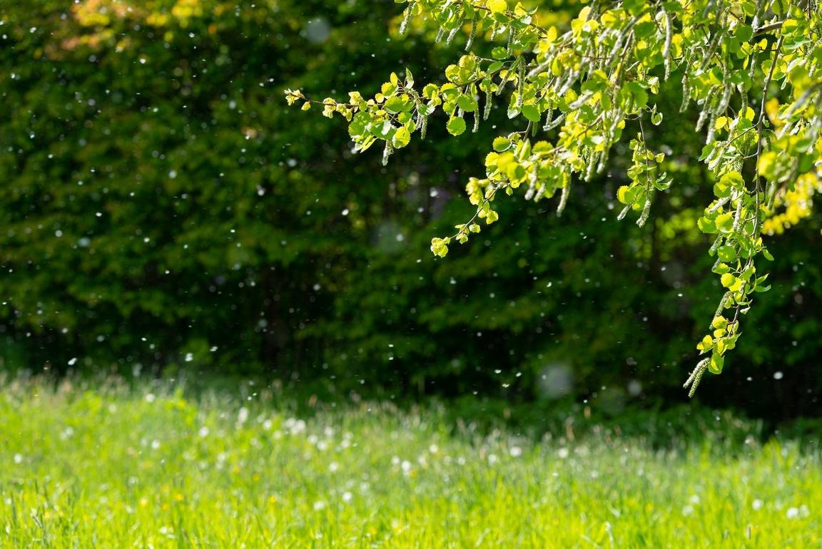 Pollen specks in the air in a grass field with a tree branch