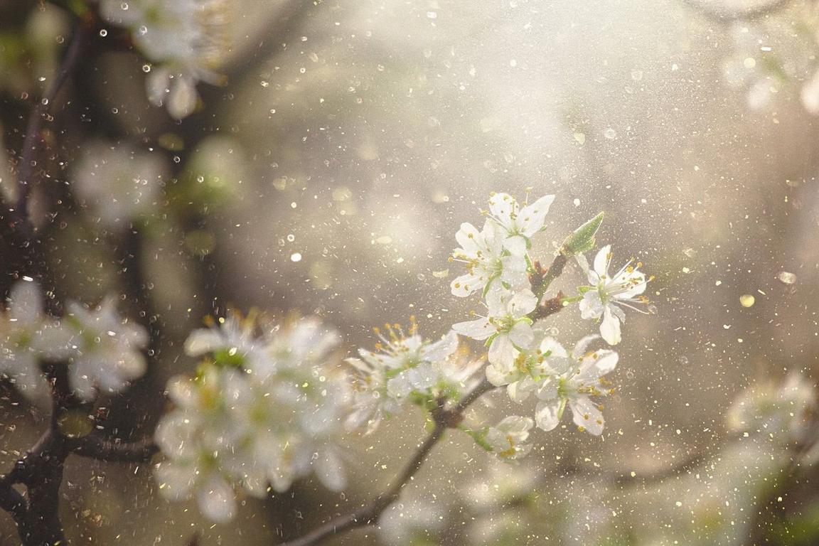 Close-up of white flowers with yellow stamens on a tree branch against a blurred background with floating light particles.