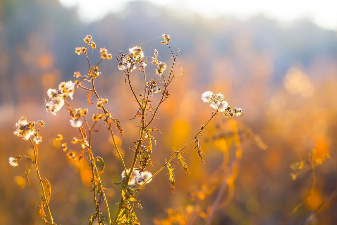Close-up of orange weeds against a blurred background.