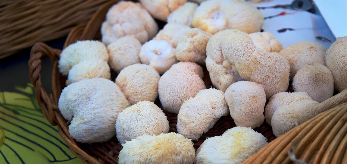 A basket filled with lion's mane mushrooms, displaying their fluffy, spiky texture and off-white color.